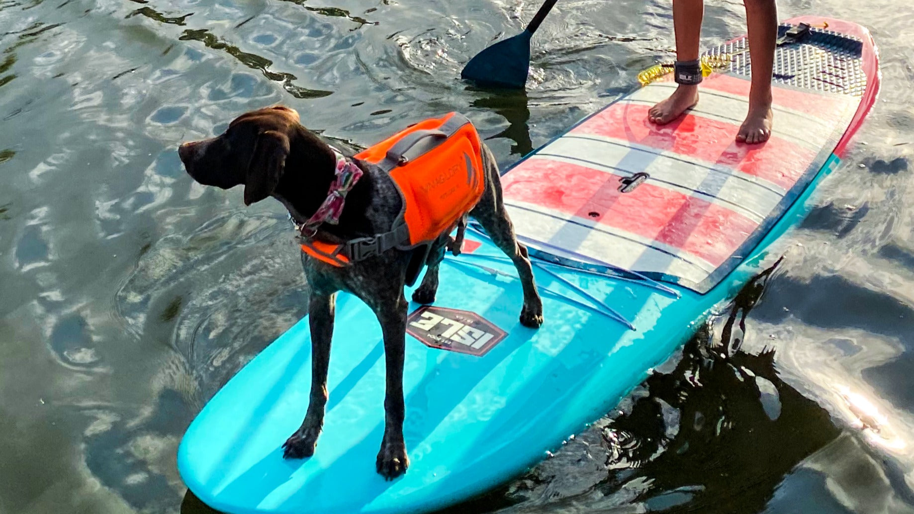 Help keep your dog safe this summer during water sports with a dog life jacket.