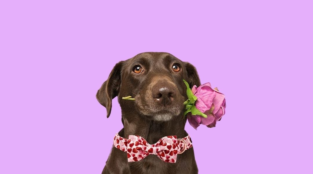 Find out in our blog why your dog loves you so very much