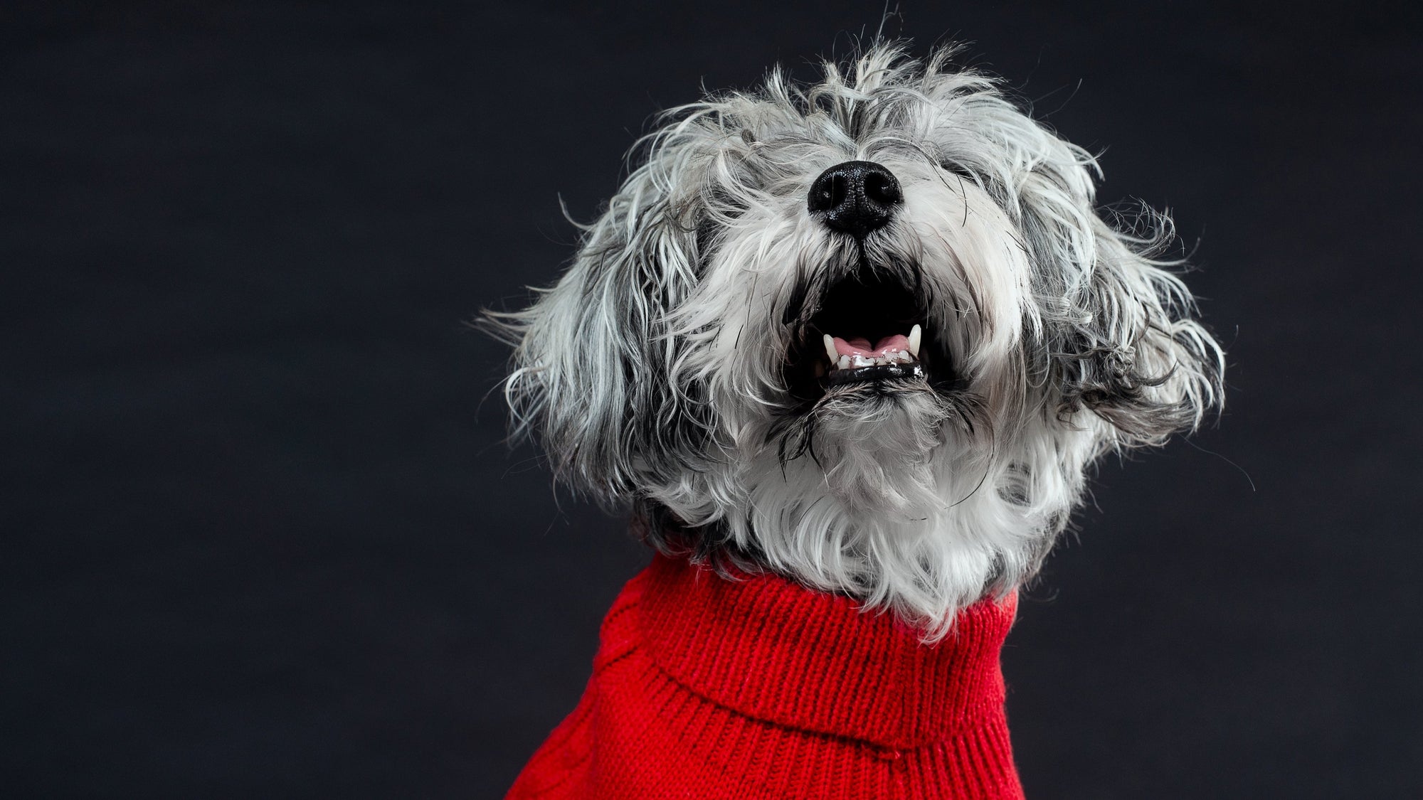Posh Dog Life features stylish dog apparel to suit every occasion for your pup, from PJs for everyday wear, to elegant dresses, formal party attire, tuxedos and ties for special celebrations.