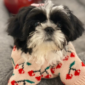 Shih tsu puppy wearing cherry dog sweater