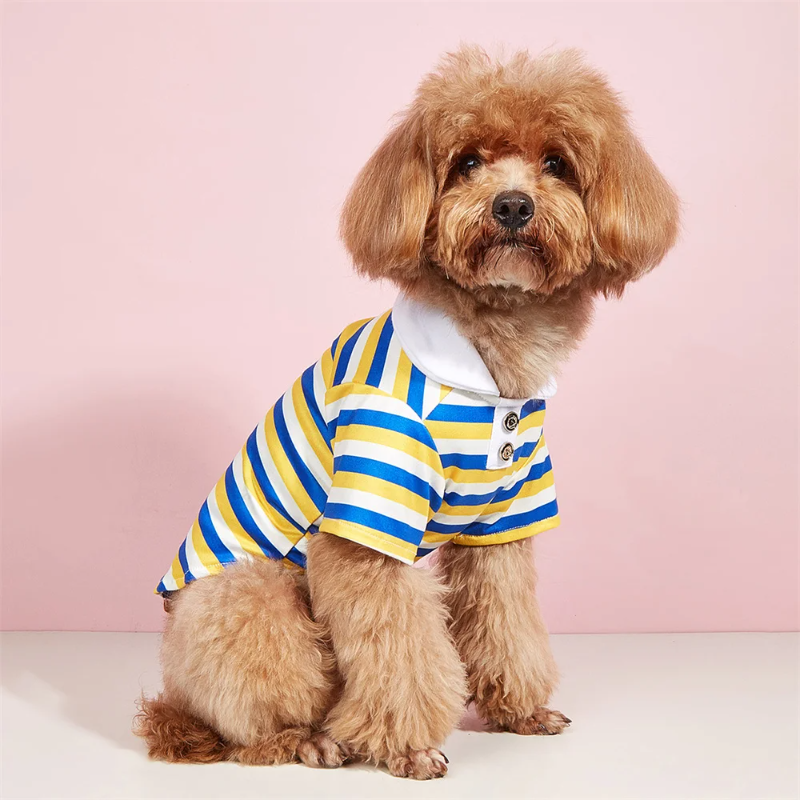 Poodle wearing Yellow Blue Striped Dog Polo Shirt
