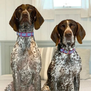 GSPs wearing Anchors Aweigh Dog Collars.