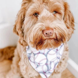 Labradoodle wearing baseball bandana