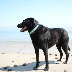 Black lab wearing Up Country Beach Balls Collar & Leash Set