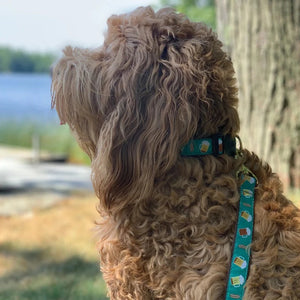 This fun beer dog collar & matching leash set features beers on a teal background. Fits all dogs.