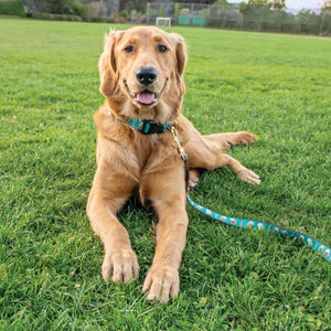 Up Country Beer Dog Collar & Leash set looks great on Golden Retrrievers.