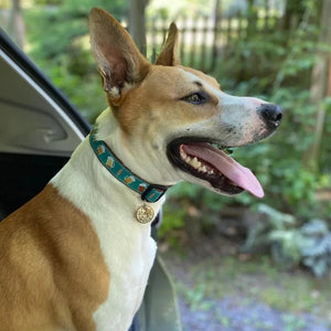Up Country Beer Dog Collar is great for Octoberfest!