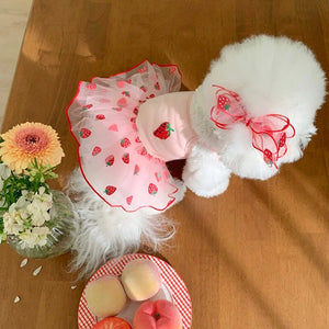Bichon wearing Cute Strawberry Dog Dress
