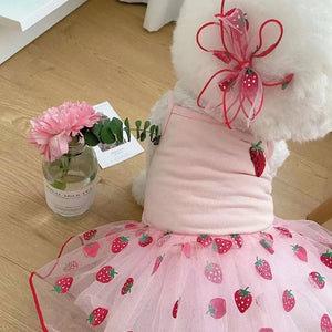 Bichon modeling Cute Strawberry Dog Dress