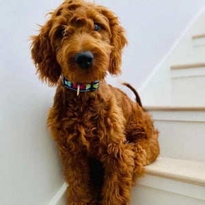 Labradoodle wearing Big Bones dog collar