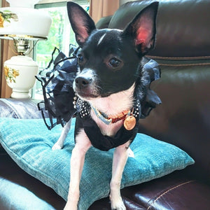 Chihuahua wearing the bling black dog party dress