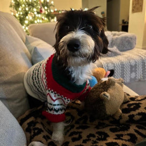 Cutomer' dog in Christmas dog sweater