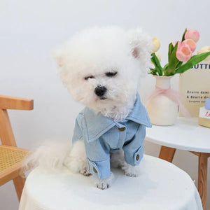 Small white dog wearing a denim jacket sitting on a chair with a vase of flowers in the background.