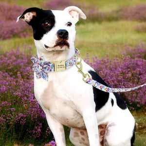 Blue Flower Dog Collar & Leash Set fits small, medium and large dogs, like this Pitbull.