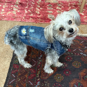 Elderly Maltipoo in Daisy Denim Jacket.