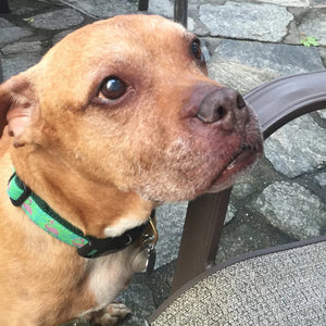 Rescue dog wearing pink flamingo collar.