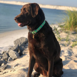 Chocolate Lab wearing Up Country Flamingo Dog Collar & Leash Matching Set