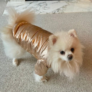 Pomeranian wearing Metallic gold dog coat, with detachable hood.