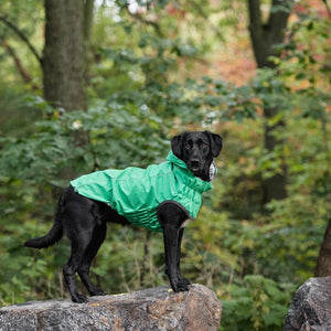 Black Lab wearing Reversible Elasto-Fit Raincoat - Green