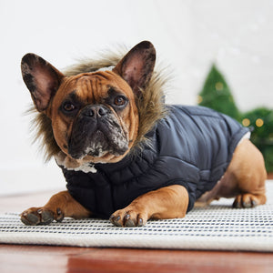 French bulldog wearing black Urban Dog Parka