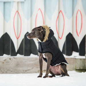 Pitbull wearing Urban Dog Parka - Black