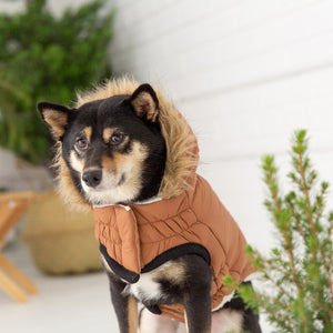 Husky in Urban Dog Parka - Caramel