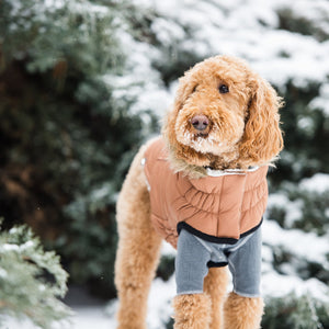 Goldendoodle in Urban Dog Parka - Caramel