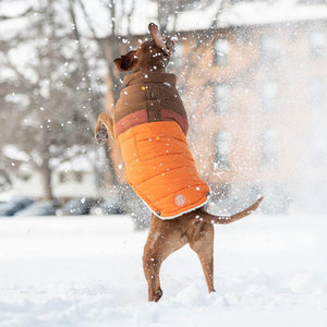 Vizsla playing in snow wearing Orange Camplife Puffer
