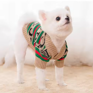 Gucci Dog Sweater on Pomeranian