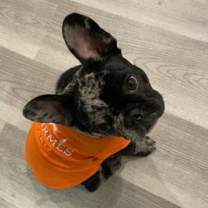 French bulldog wearing Harimes Dog T-shirt