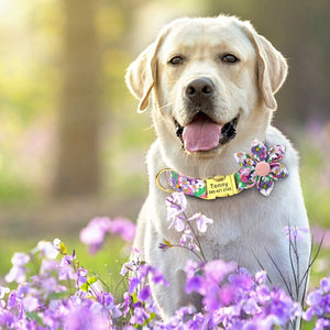 This luxurious floral collar set is perfect for small, medium and large breed dogs. like this Yellow Lab.