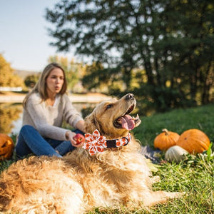 Golden retriever models Halloween Jack-o-Lantern Bow Tie Dog Collar set