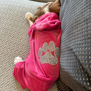 Cavalier King Charles in Hot Pink tracksuit