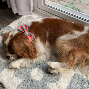 Cavalier King Charles Spaniel wearing our Summer Polka Dot Bow Tie Dog Collar Set in melon pink with aqua dots.