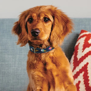 Up Country Ice Cream Dog Collar looks darling on this Cocker Spaniel.