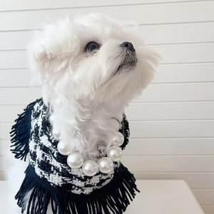 Maltese wearing white Large Pearl Dog Collar Necklace