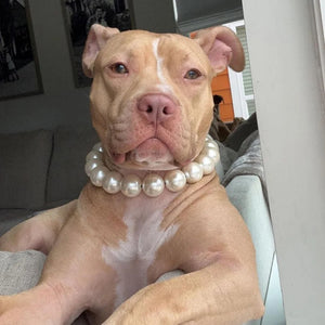 Pitbull wearing Large Pearl Dog Collar Necklace