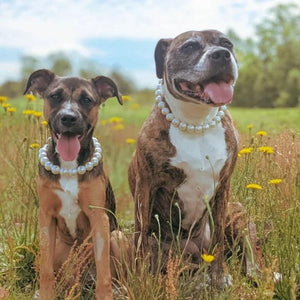 Pit bulls wearing Large Pearl Dog Collar Necklace