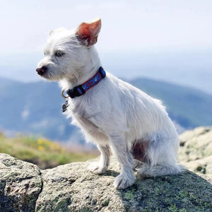 Jack Russel wearing Up Country Lobster and Buoy Dog Collar