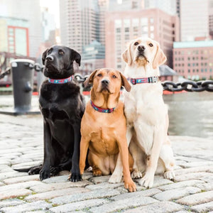 Up Country Lobster and Buoy Dog Collar & Leash Matching Set fits all size dogs, including Labradors.