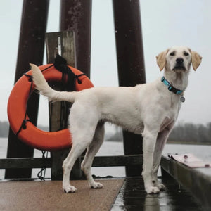 Yellow Lab wearing the Marlin dog collar in the fog