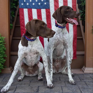 Two GSPs wearing the patriotic New Stars Dog Collar.