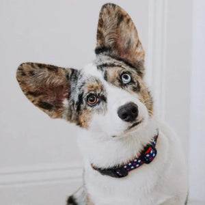 Dog wearing the patriotic New Stars collar.