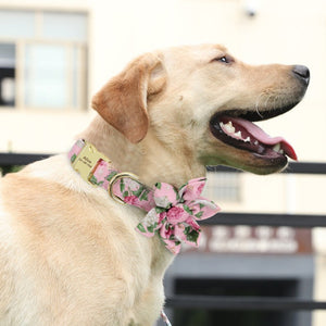 Pink Flower Dog Collar fits small, medium and large dogs, like this Labrador.