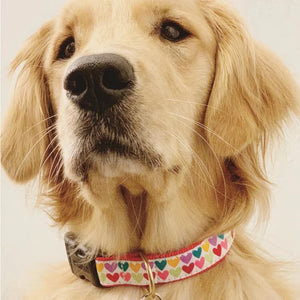 Up Country Pop Hearts Dog Collar fits Golden Retrievers.