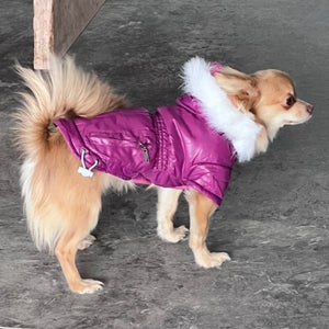 Chihuahua wearing purple Vibrant Hooded Parka