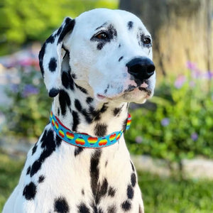 Dalamation wearing Rainbow Hearts collar.