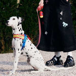 Dalamation wearing Red Polka Dot Chroma Dog Harness & Leash Set