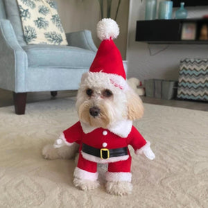 Dog wearing a Santa outfit with a hat in a living room setting