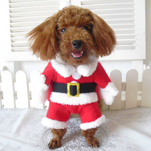 Dog wearing a Santa Claus costume sitting on a white surface.
